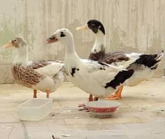 Ducks