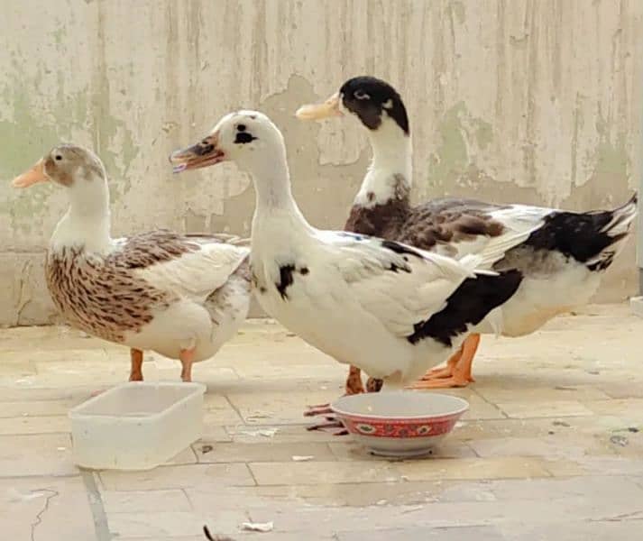 Ducks For Sell 0