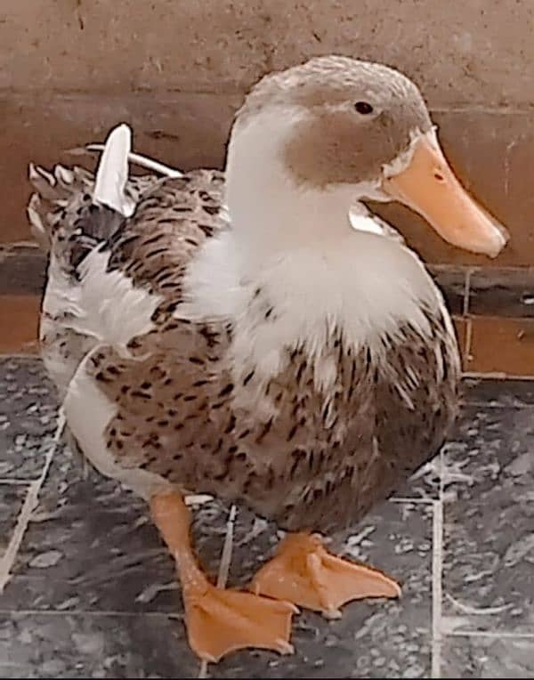 Ducks For Sell 1