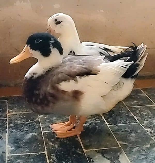 Ducks For Sell 3