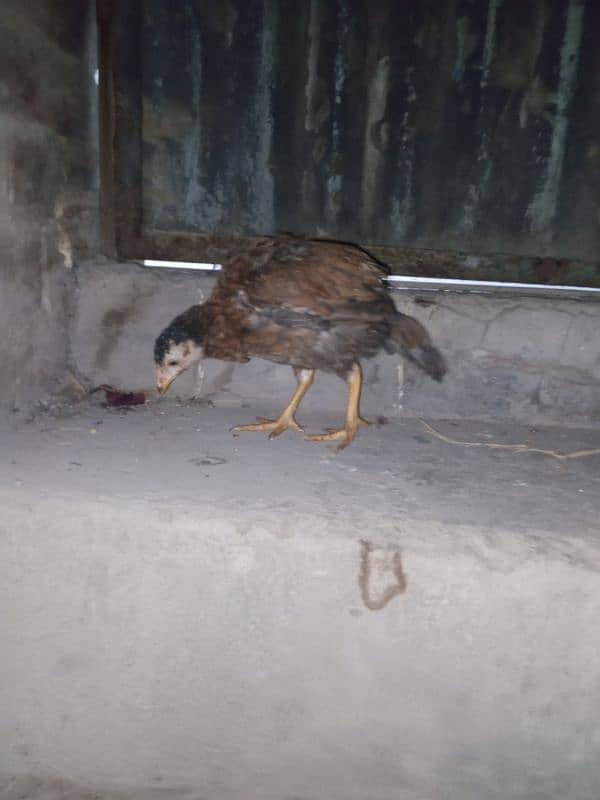 Aseel chick for sale Sindhi cross breed 0