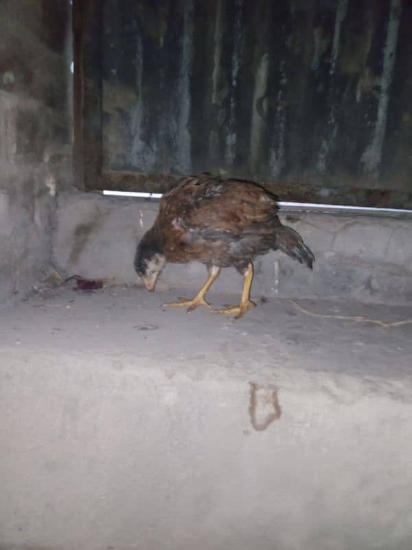 Aseel chick for sale Sindhi cross breed 1