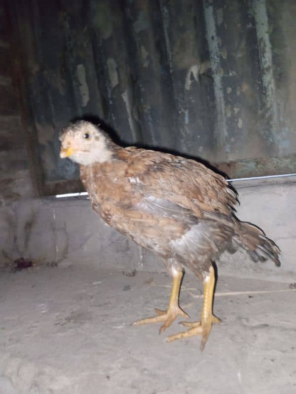 Aseel chick for sale Sindhi cross breed 2