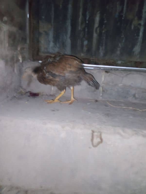 Aseel chick for sale Sindhi cross breed 3