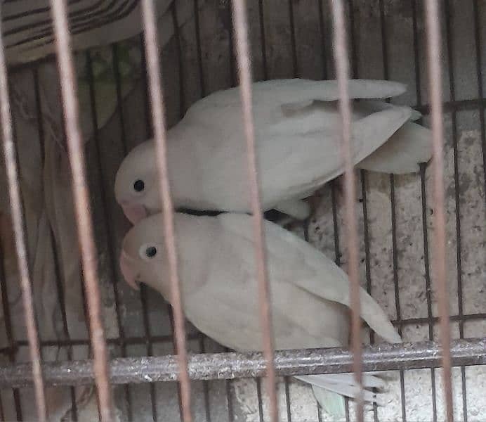 Albino Black eye Breeder Pair 1st breed 0