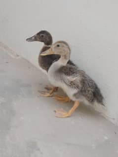 ducklings