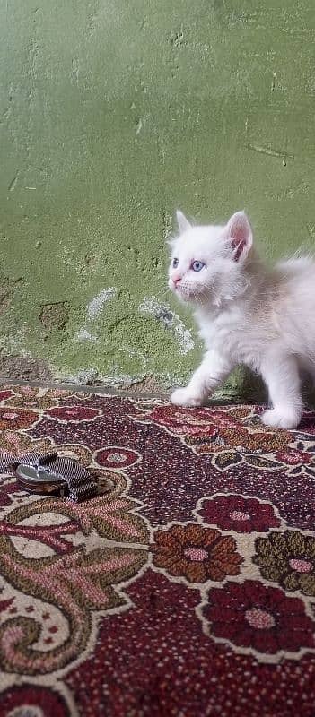 Persian Kittens 7