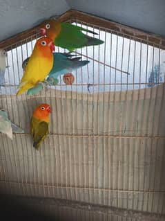 Some birds for sale