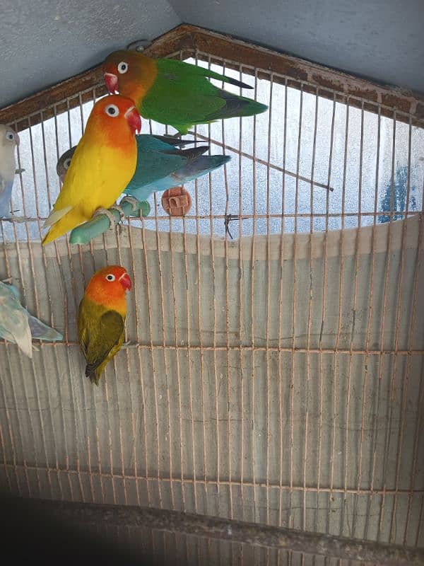 Some birds for sale 0