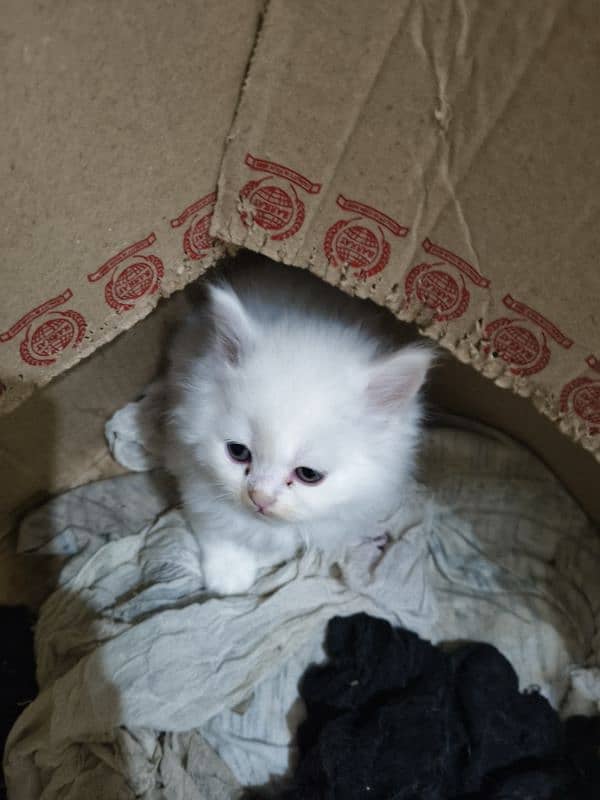 Persian kitten 1 month 15 days 6