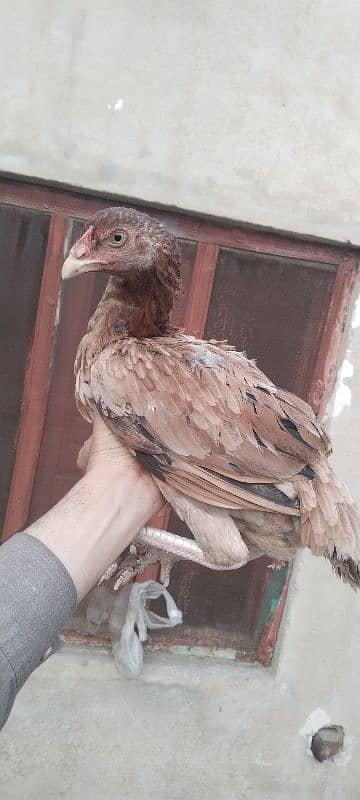 3 Aseel breeder hen for sale 2