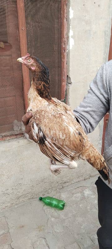 3 Aseel breeder hen for sale 3