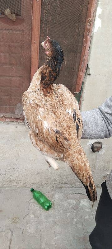 3 Aseel breeder hen for sale 4