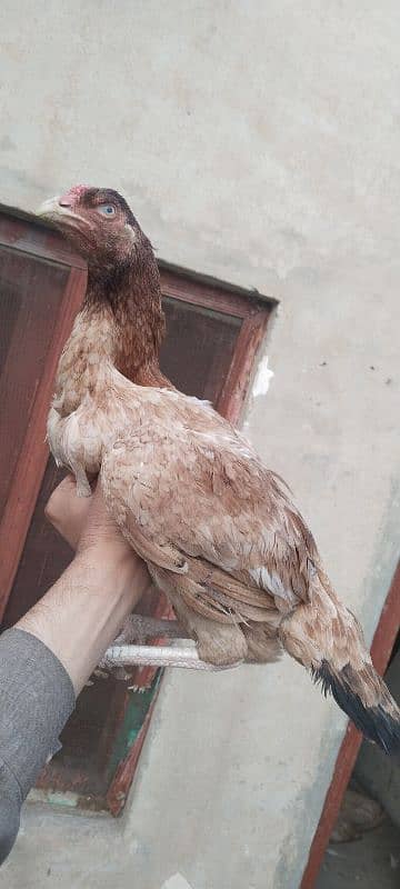 3 Aseel breeder hen for sale 1