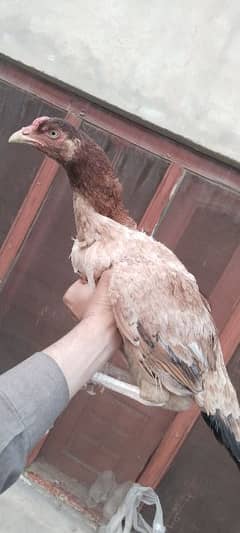 3 Aseel breeder hen for sale