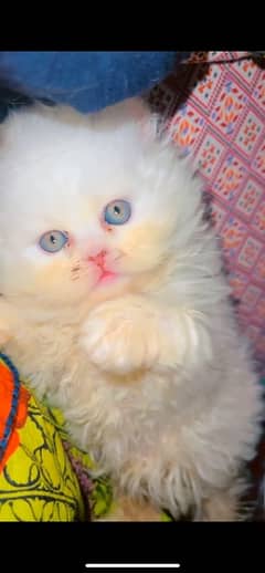 Persian Kitten White Triple Coated