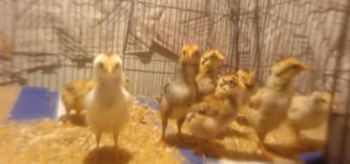 Aseel Mianwali old Blood chicks in supreme quality for sale