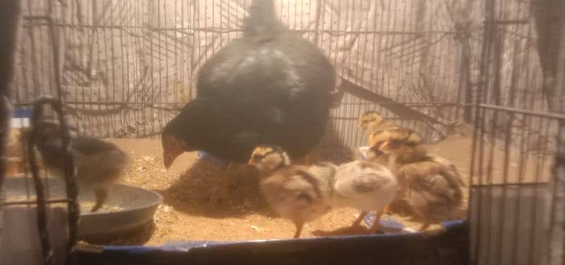 Aseel Mianwali old Blood chicks in supreme quality for sale 1