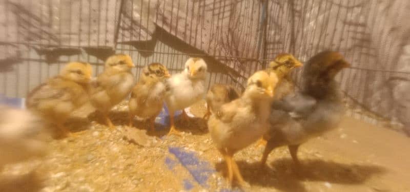 Aseel Mianwali old Blood chicks in supreme quality for sale 2