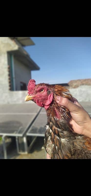 Aseel Mianwali old Blood chicks in supreme quality for sale 3