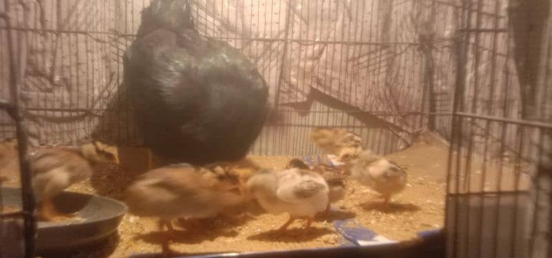 Aseel Mianwali old Blood chicks in supreme quality for sale 4