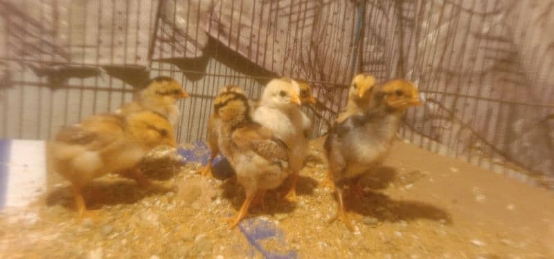 Aseel Mianwali old Blood chicks in supreme quality for sale 5