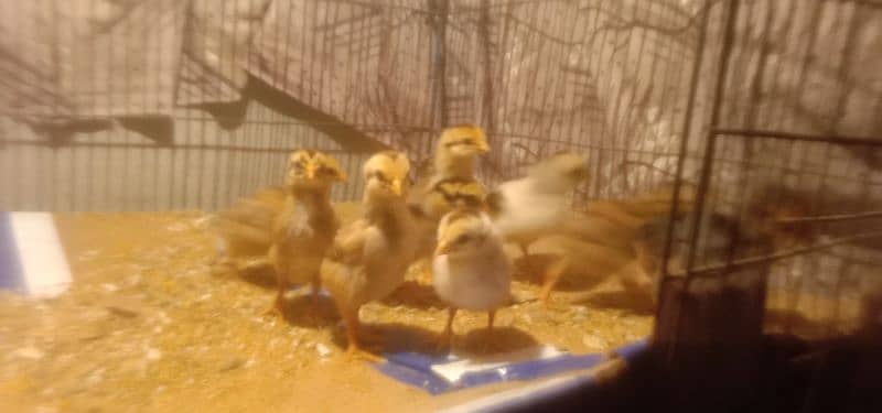 Aseel Mianwali old Blood chicks in supreme quality for sale 6