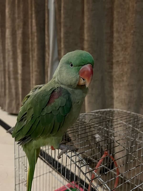 Raw parrot 2