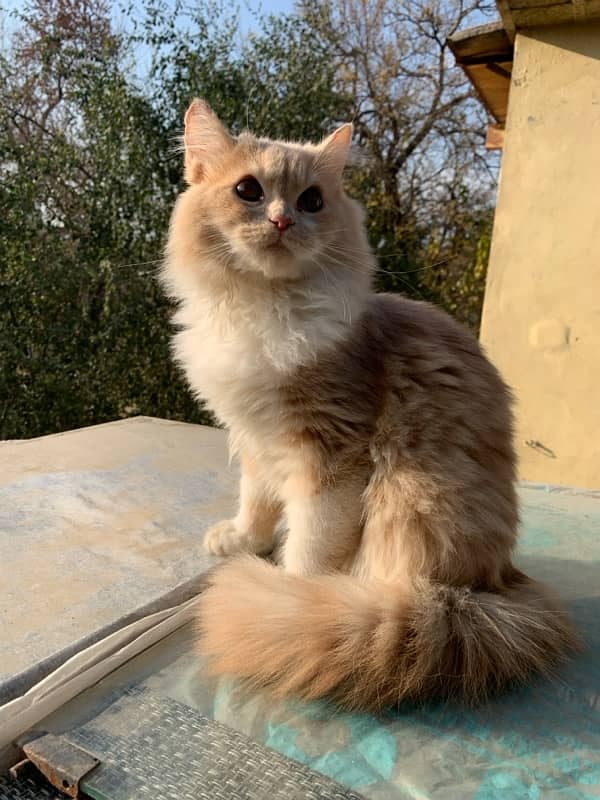 Persian Cat for sale 0