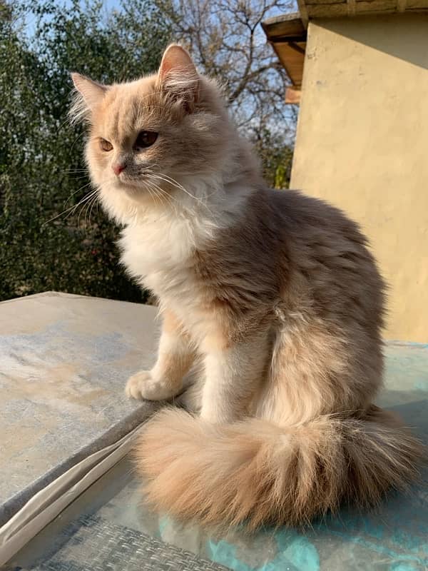 Persian Cat for sale 1