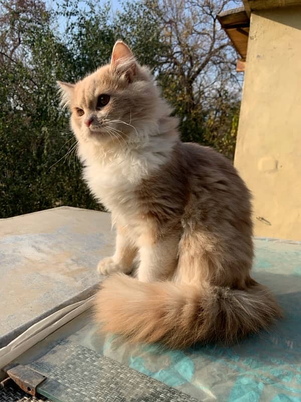 Persian Cat for sale 2