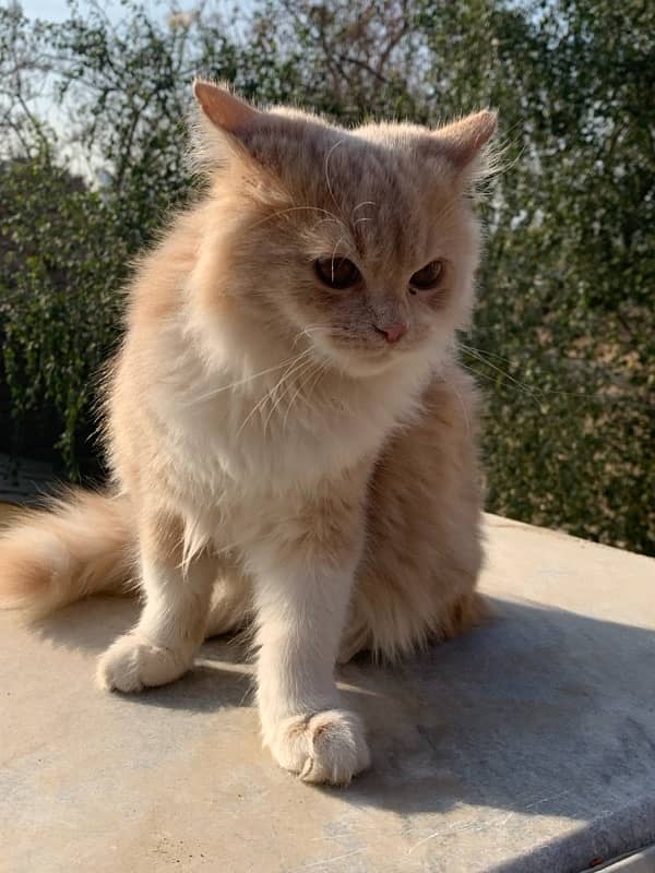 Persian Cat for sale 3