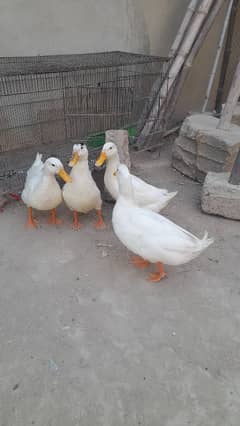 white ducks