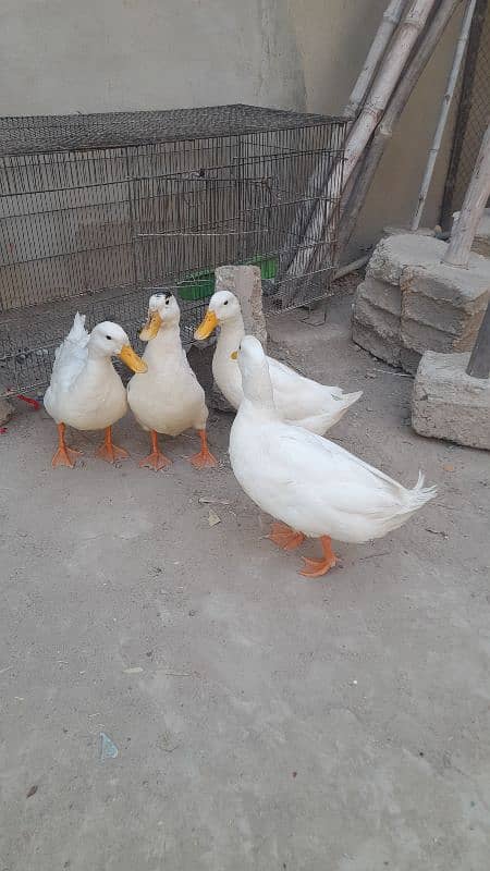 white ducks 0