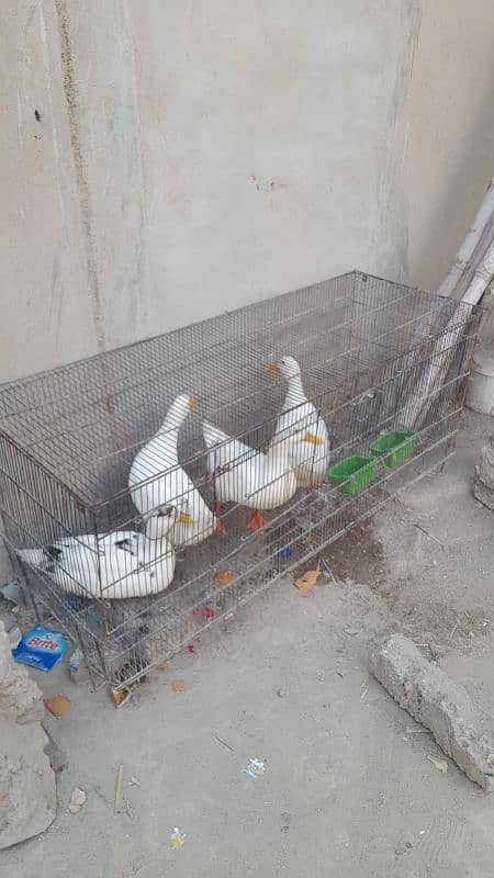 white ducks 1