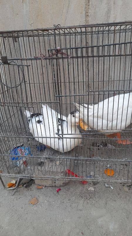 white ducks 2