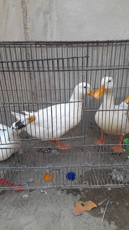 white ducks 3