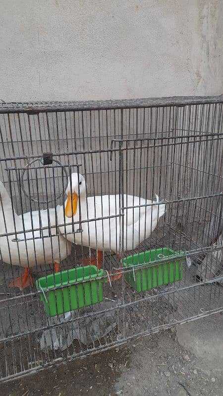 white ducks 4