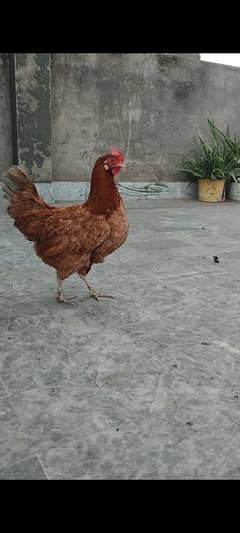 DESI MURGI (GOLDEN MISRI HEN) EGG LAYING (ANDON WALI)