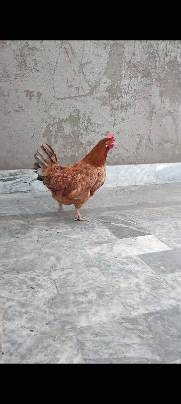 DESI MURGI (GOLDEN MISRI HEN) EGG LAYING (ANDON WALI) 1