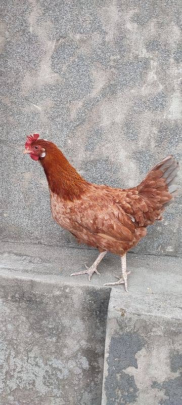 DESI MURGI (GOLDEN MISRI HEN) EGG LAYING (ANDON WALI) 2