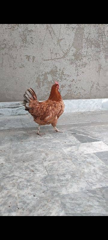 DESI MURGI (GOLDEN MISRI HEN) EGG LAYING (ANDON WALI) 3