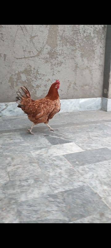 DESI MURGI (GOLDEN MISRI HEN) EGG LAYING (ANDON WALI) 4