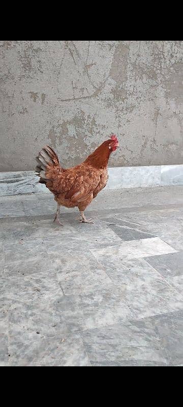 DESI MURGI (GOLDEN MISRI HEN) EGG LAYING (ANDON WALI) 5