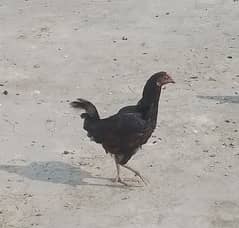 Black Aseel Hen