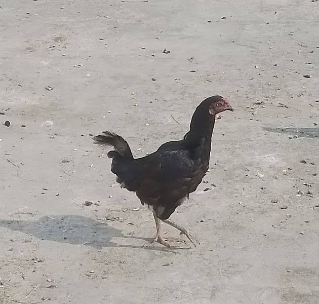 Black Aseel Hen 0