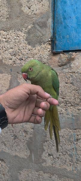 Ringneck Parrot/ Female 0