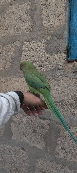 Ringneck Parrot/ Female 1