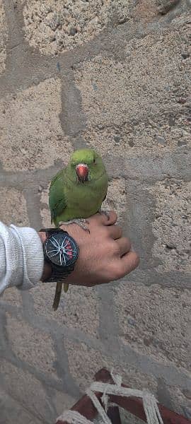 Ringneck Parrot/ Female 2