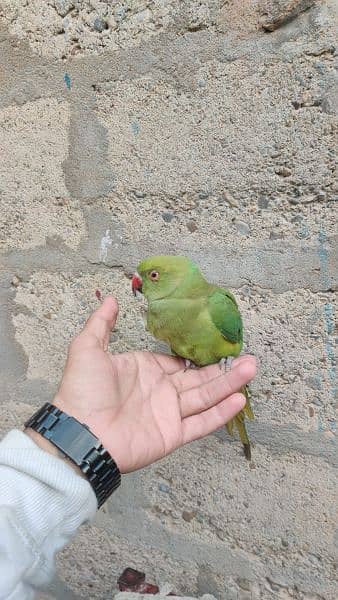 Ringneck Parrot/ Female 3